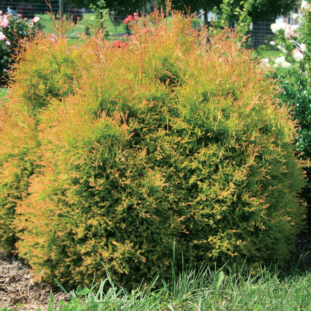 Fire Chief Thuja Spring Meadow Wholesale Liners Spring Meadow Nursery   Thuja Fire Chief 1 1080 1080 60 